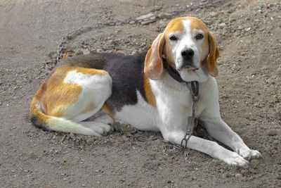 High angle view of dog sitting on land