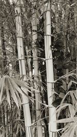 Low angle view of plants and trees