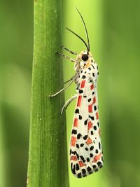 Close-up of butterfly on leaf