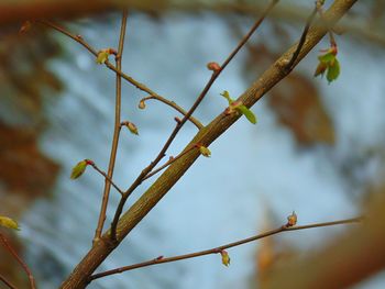 Close-up of branch on branch