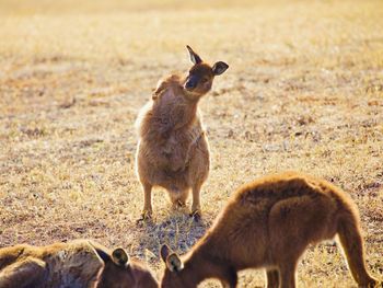 Kangaroo standing in a field