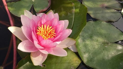Close-up of pink lotus water lily