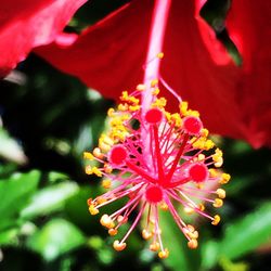 Close-up of red flower