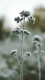 Close-up of frozen plant