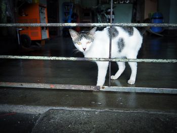 Portrait of white cat