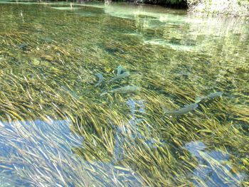 Fish swimming in sea