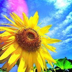 Low angle view of sunflower against clear sky