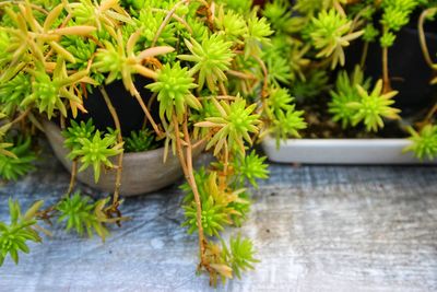 High angle view of potted plants