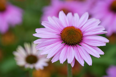 Close-up of eastern purple coneflowers at field