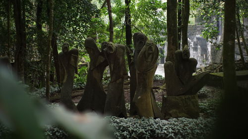 Panoramic shot of trees in forest