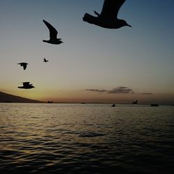 Silhouette birds flying over sea against sky