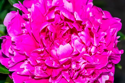 Close-up of pink flowers