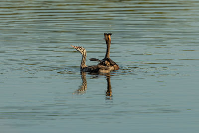 Birds swimming in lake