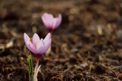 Close-up of pink crocus flower on field