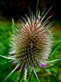 Close-up of thistle on plant at field