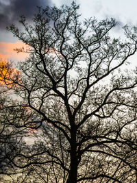 Low angle view of silhouette tree against sky