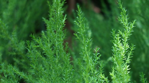 Full frame shot of fresh green plants