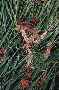 High angle view of pine cones on tree