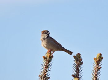 Low angle view of bird perching on tree against clear sky