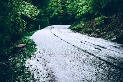 Empty road amidst trees in city