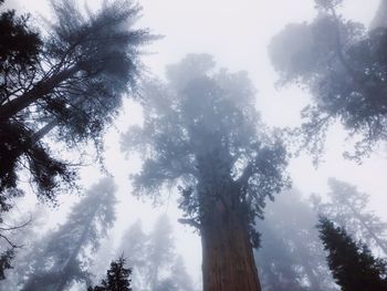 Low angle view of sunlight streaming through trees in forest