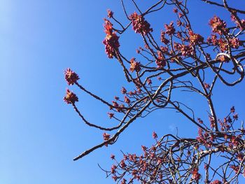 Low angle view of flowers against clear blue sky