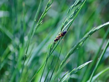 Close-up of insect on grass