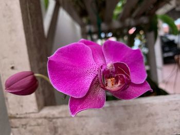 Close-up of pink orchid flower