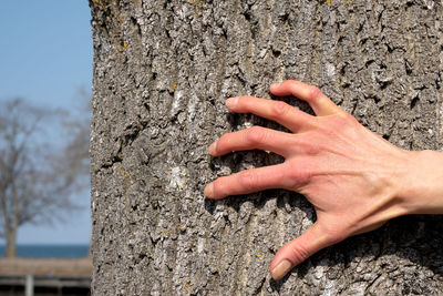 Close-up of human hand touching tree trunk during sunny day