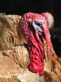 Close-up portrait of a turkey 