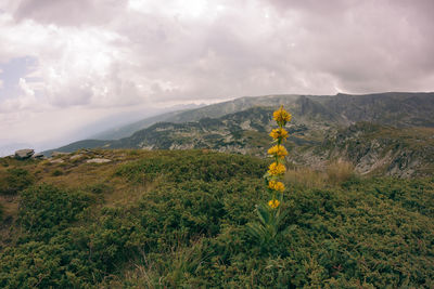 Plants growing on field against sky