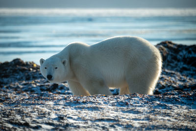 Polar bear stands behind rocks on shoreline