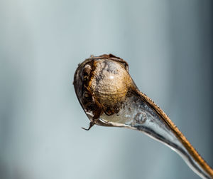 Close-up of frozen dried flower