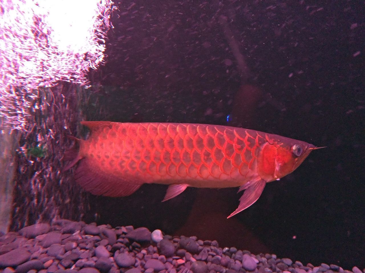 FISH SWIMMING IN SEA