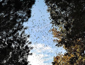 Low angle view of birds flying against clear sky