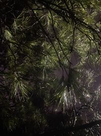 Pine trees in forest