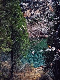 High angle view of river amidst trees in forest