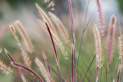 Close-up of stalks in field