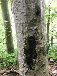 Close-up of tree trunk in forest