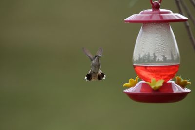 Hummingbird flying by bird feeder in yard