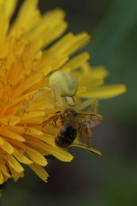 Close-up of insect on yellow flower