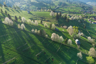 Spring rural landscape with blooming trees in the mountain area, of bucovina - romania. 