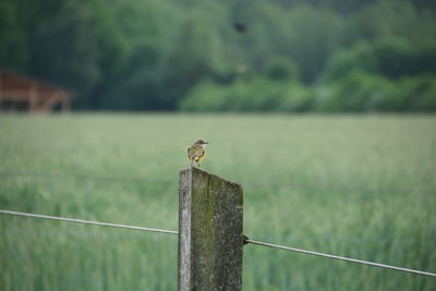 Bird perching on wooden post