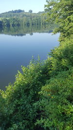 Reflection of trees in water