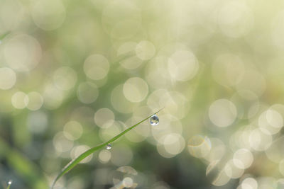 Close-up of dew drops on plant