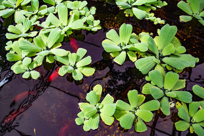 High angle view of plants floating in pond