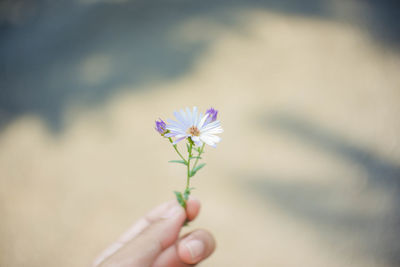 Close-up of hand holding purple flower