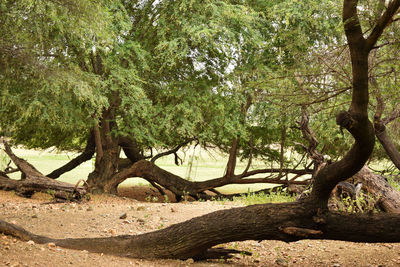 Trees in forest