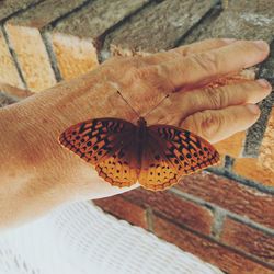 Close-up of butterfly on wall