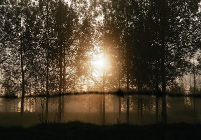 Reflection of trees in water